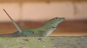 Lizzards mating
