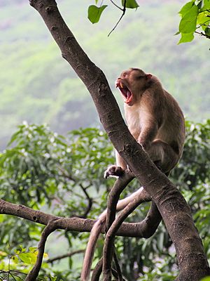 Macaque Haji Malang