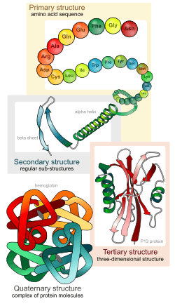 Main protein structure levels en
