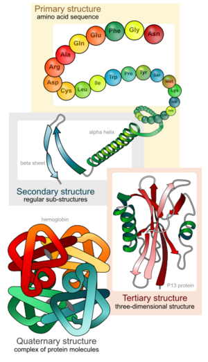 Main protein structure levels en