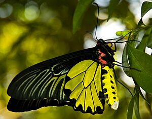 Male Golden Birdwing butterfly