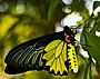 Male Golden Birdwing butterfly.jpg