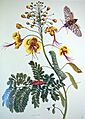 Merian-grafic-senkenberg hg