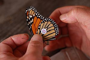 Monarch Butterfly Danaus plexippus Tagged 3008px