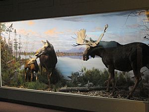 Moose diorama - Springfield Science Museum - Springfield, MA - DSC03415