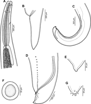 Moravec & Justine Anisakidae 2020 parasite200028-fig03