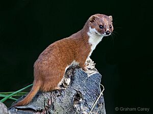 Mustela-nivalis