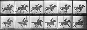 Muybridge horse gallop