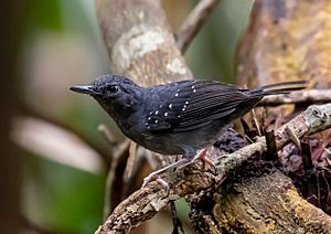 Myrmelastes humaythae - Humaita antbird (male), Careiro, Amazonas, Brazil.jpg