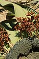 N-welwitschia-3