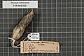 Naturalis Biodiversity Center - RMNH.AVES.132130 2 - Dicaeum vulneratum Wallace, 1863 - Dicaeidae - bird skin specimen
