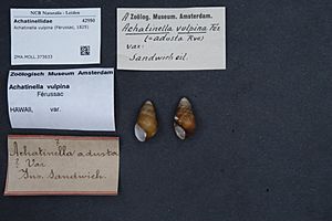 Naturalis Biodiversity Center - ZMA.MOLL.373633 - Achatinella vulpina (Férussac, 1825) - Achatinellidae - Mollusc shell.jpeg