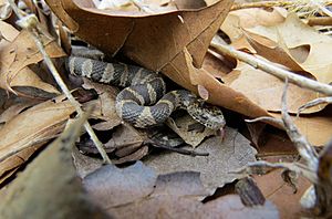 Northern Water Snake (33841927625)