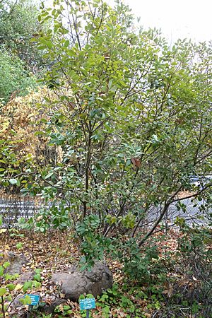 Notholithocarpus densiflorus var. echinoides - Regional Parks Botanic Garden, Berkeley, CA - DSC04274
