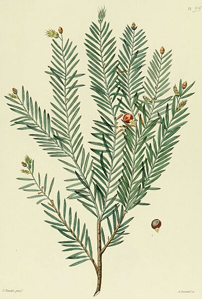 Nouvelle iconographie fourragère (cropped)