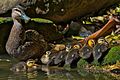 Pacific Black Duck - AndrewMercer - DSC07814