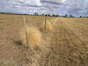 Panicum decompositum flowerheads blown against fence2 (8242306777)