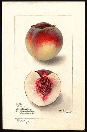 Peach1web