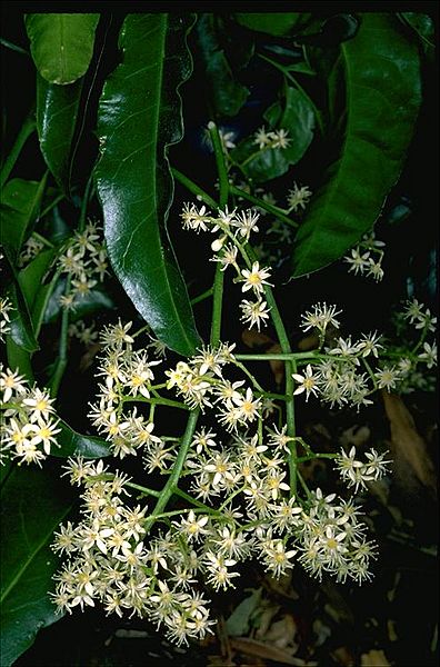 Pentaceras australe