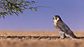 Peregrine Falcon (male)