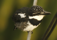 Pied Puffbird 2