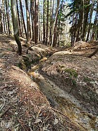 Pine trees and narrow ravine in Upper Rapeland Wood