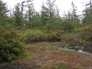 Pinhook Bog 2