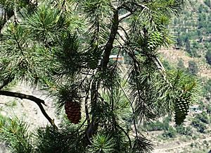 Pinus gerardiana India18