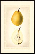 Pomological Watercolor POM00007070.jpg