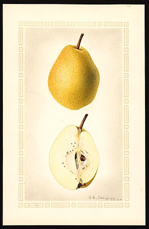 Pomological Watercolor POM00007070