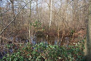 Pond off Thornden Wood Rd, Thornden Woods - geograph.org.uk - 1144399