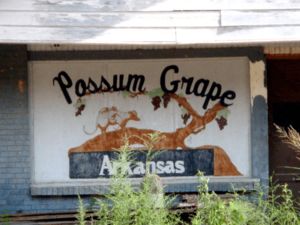 Possum Grape.png
