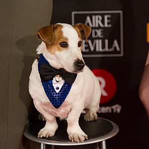 Premios Goya 2018 - Pancho.jpg