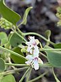 Prostanthera cruciflora