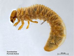 Pyronota festiva larva