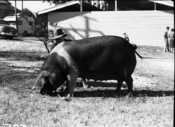 Queensland State Archives 1692 Champion Wessex Saddleback sow Royal National Association Exhibition 1951