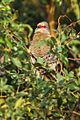 Red-faced Mousebird - Zambia 0002 (16306421452)