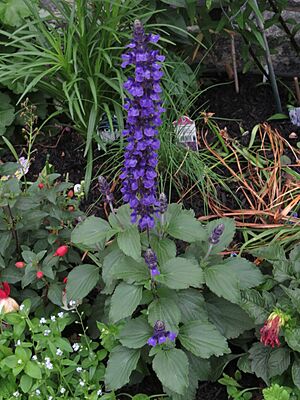 Salvia 'Mystic Spires Blue'