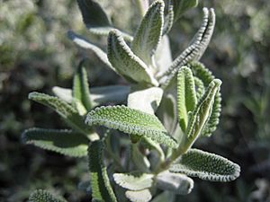 Salvia clevelandii close-up