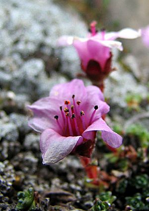 Saxifraga oppositifolia - PurpSaxifrage1