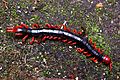 Scolopendra subspinipes japonica