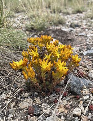 Sedum lanceolatum - Stephen Hornbeck 01