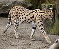 Serval at Auckland Zoo - Flickr - 111 Emergency