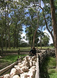 Sheep drenching