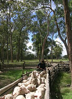 Sheep drenching