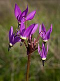 Shooting Star (Dodecatheon hendersonii) (4361648078).jpg