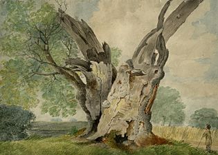Sillett - Old Oak, Winfarthing