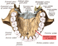 Sobo 1909 100 - Palatine process of maxilla