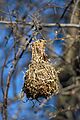 Southern Masked Weaver Nest 2019-07-28