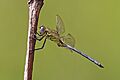 Spectacled skimmer (Orthetrum icteromelas) male